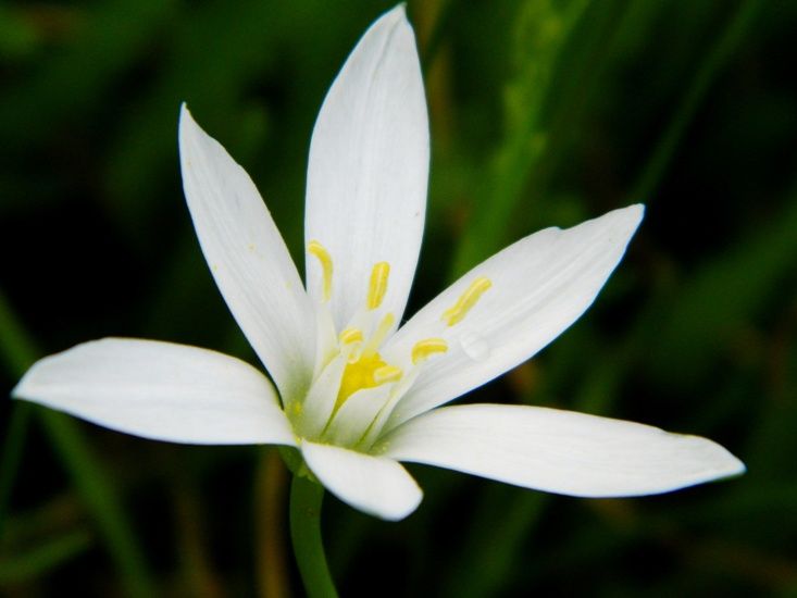 fioriture...di primavera